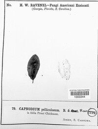 Capnodium pelliculosum image